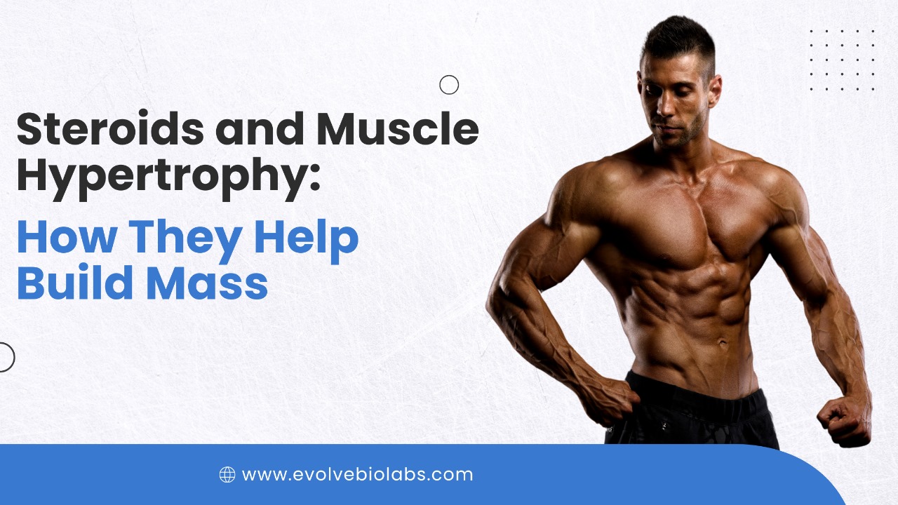 Steroids and Muscle Hypertrophy: How They Help Build Mass. 